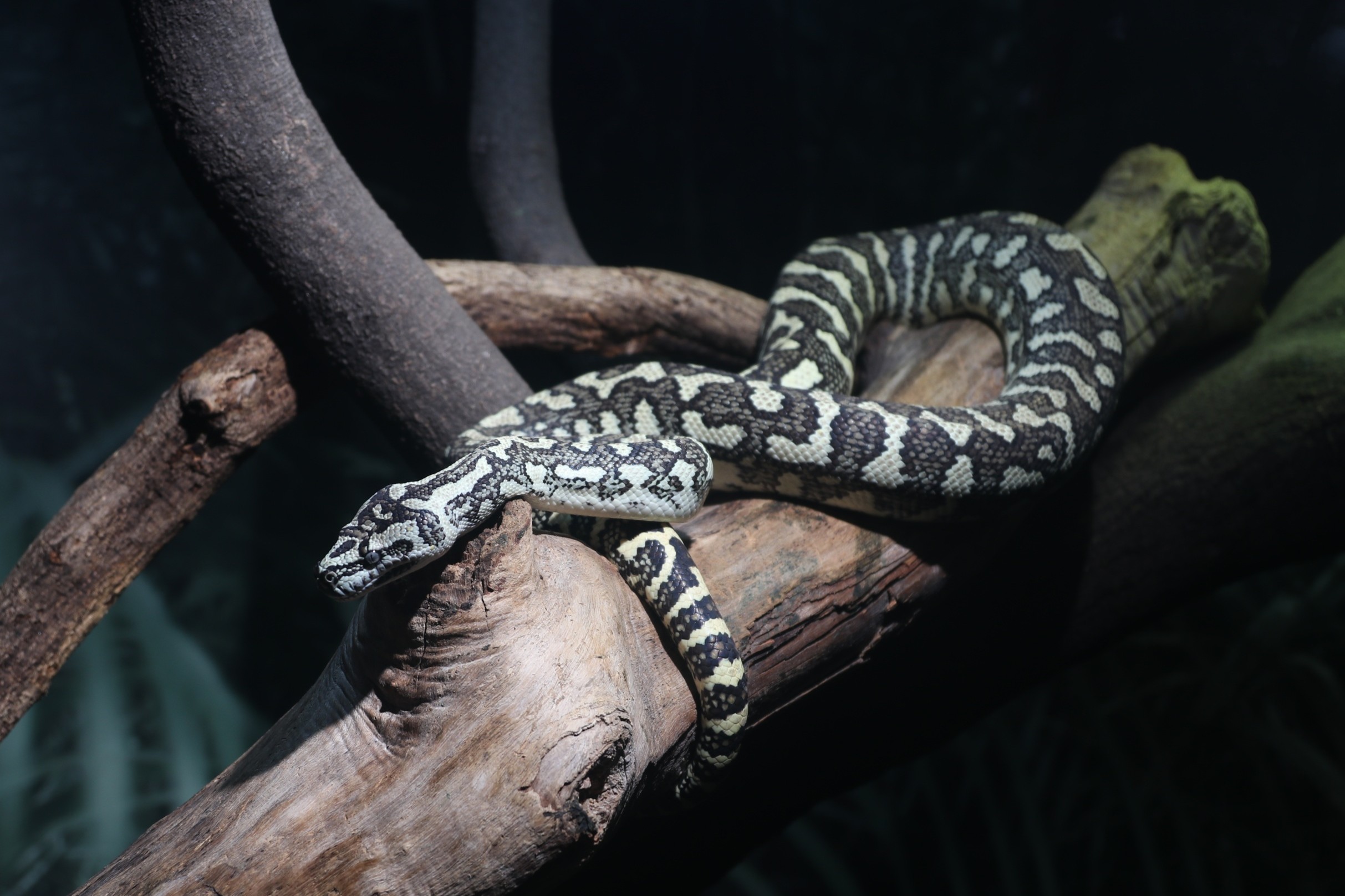 カーペットパイソン